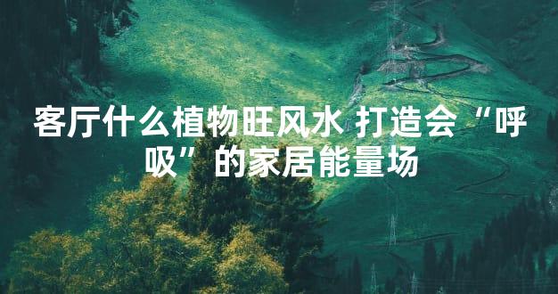 客厅什么植物旺风水 打造会“呼吸”的家居能量场